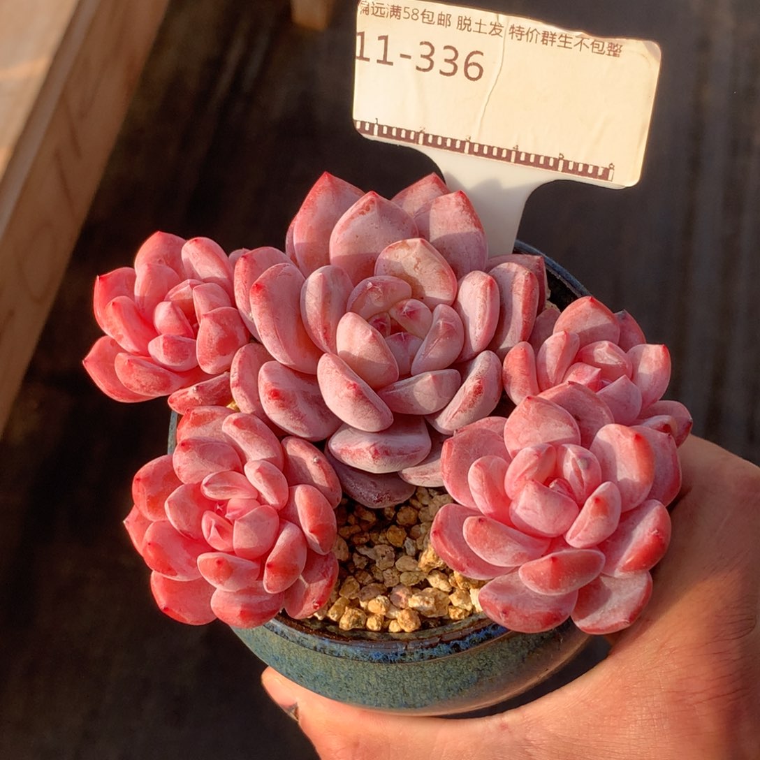橙梦露老桩自然群多肉