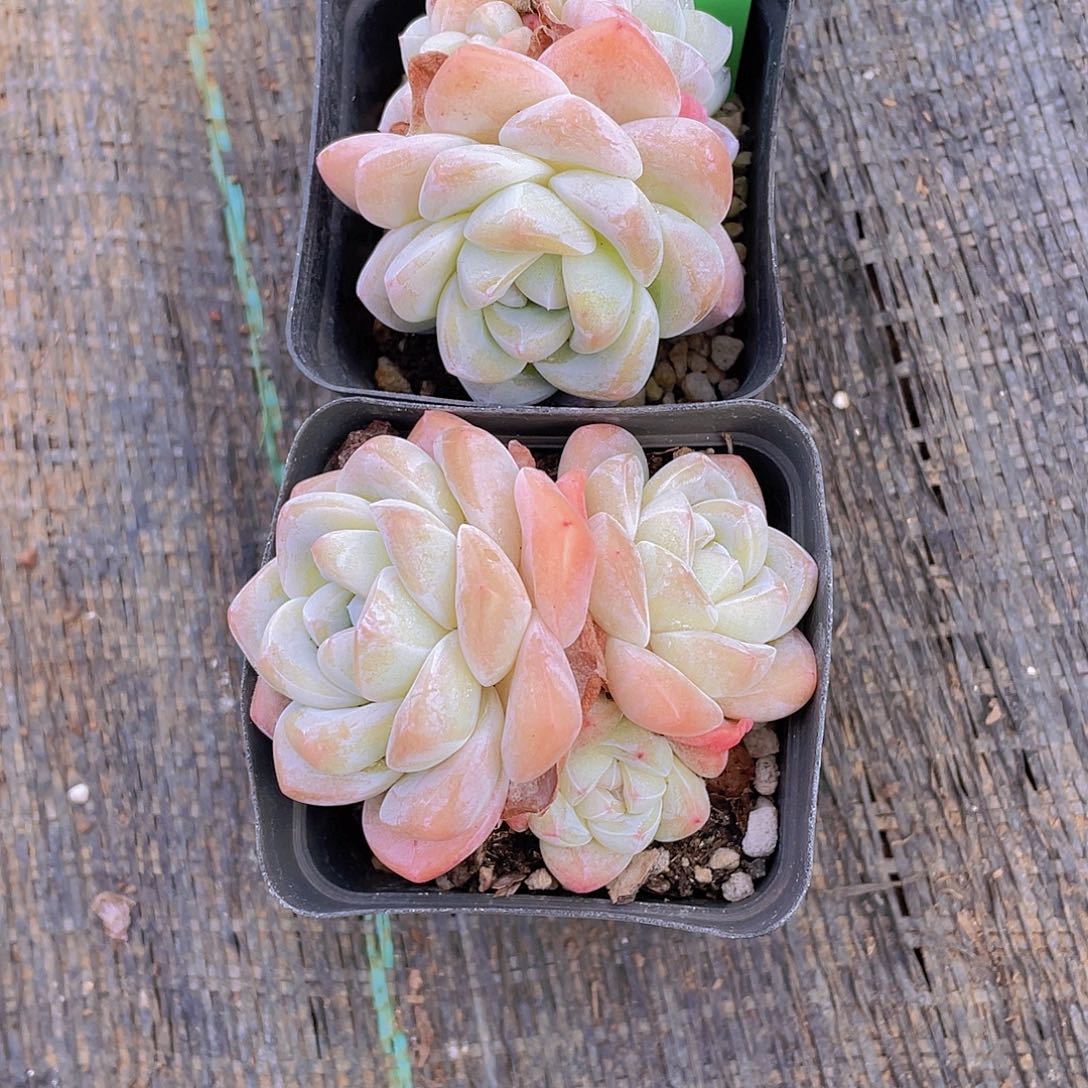 922号 大福利冰玉多头群一颗