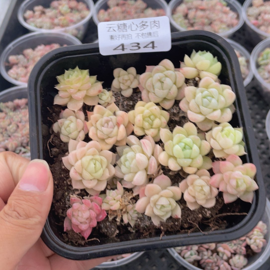 云糖心多肉植物434