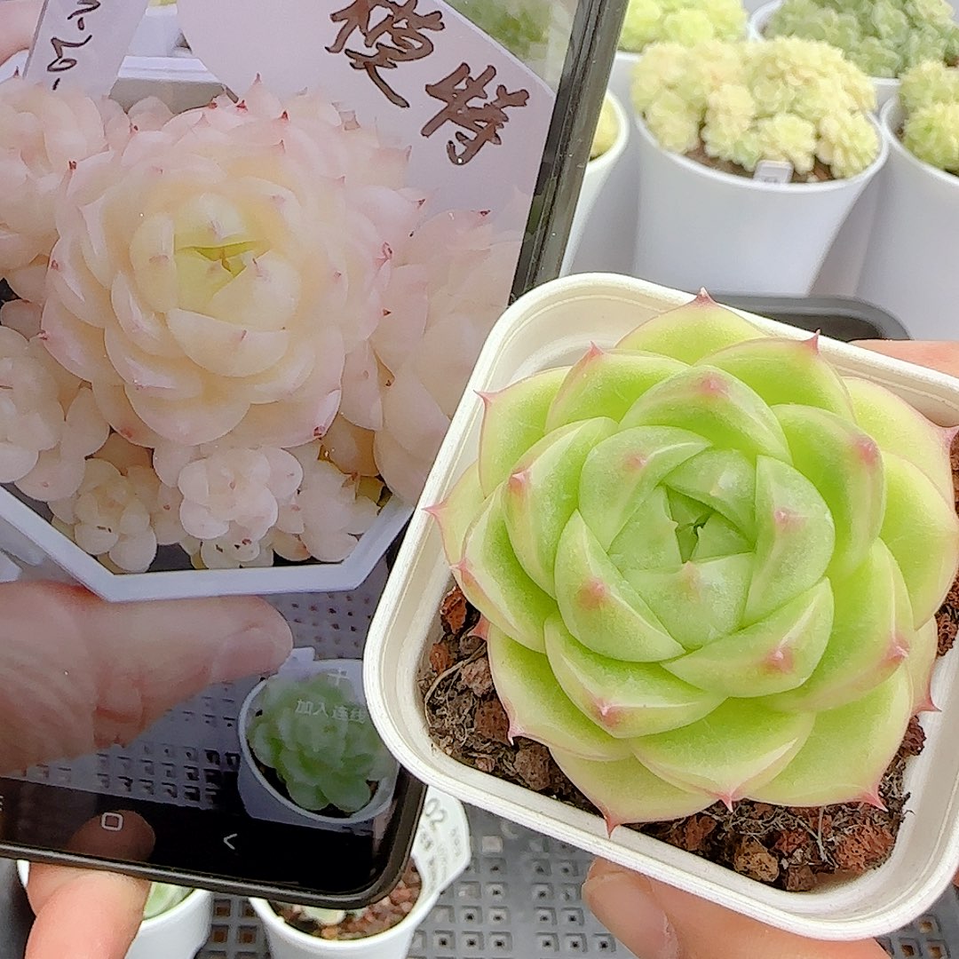 【闪购商品】1023-103（fm-20-1）