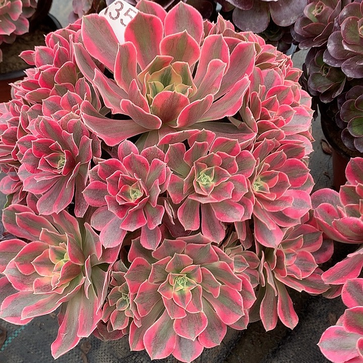 358.红粉佳人多肉植物