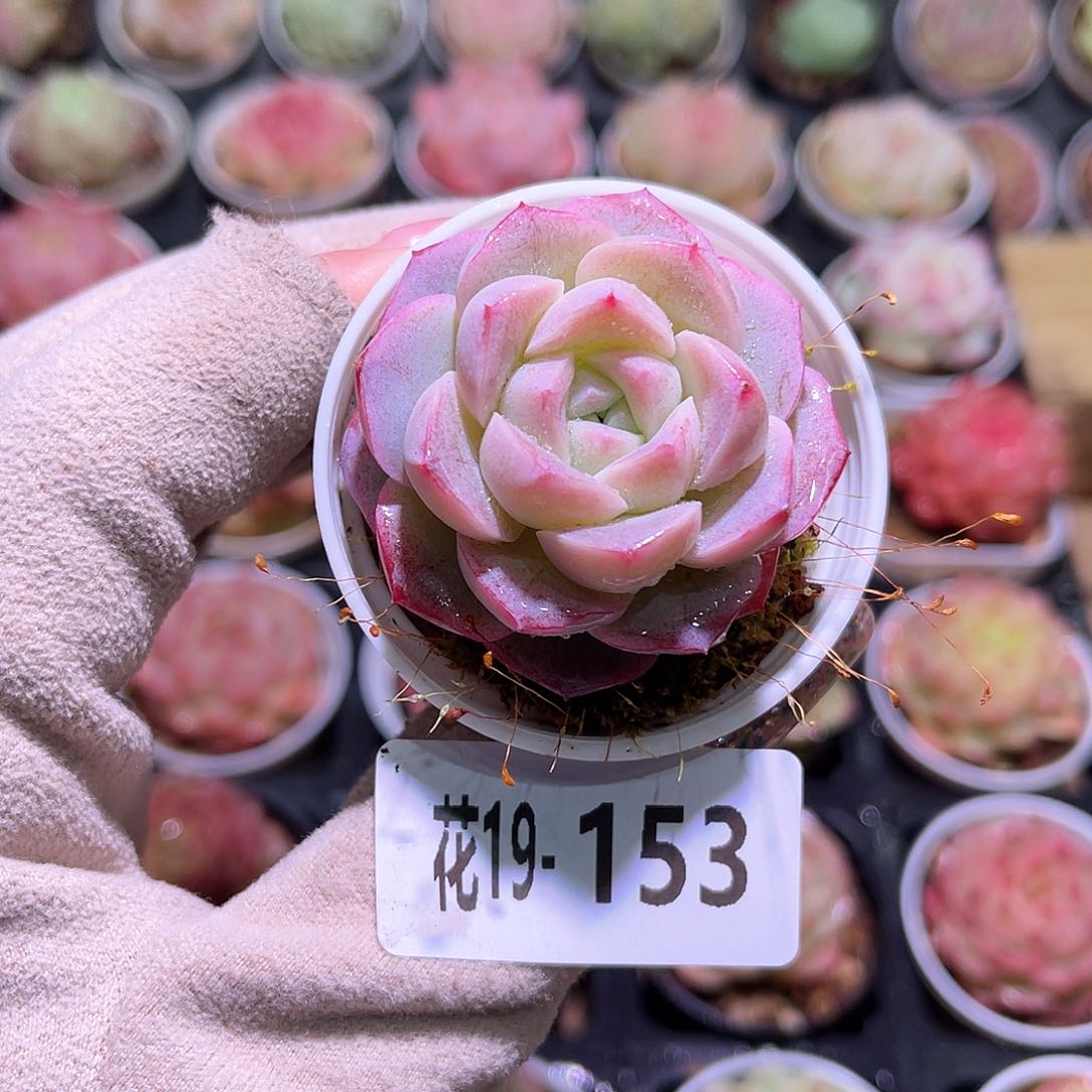 花利美19-153新品单头