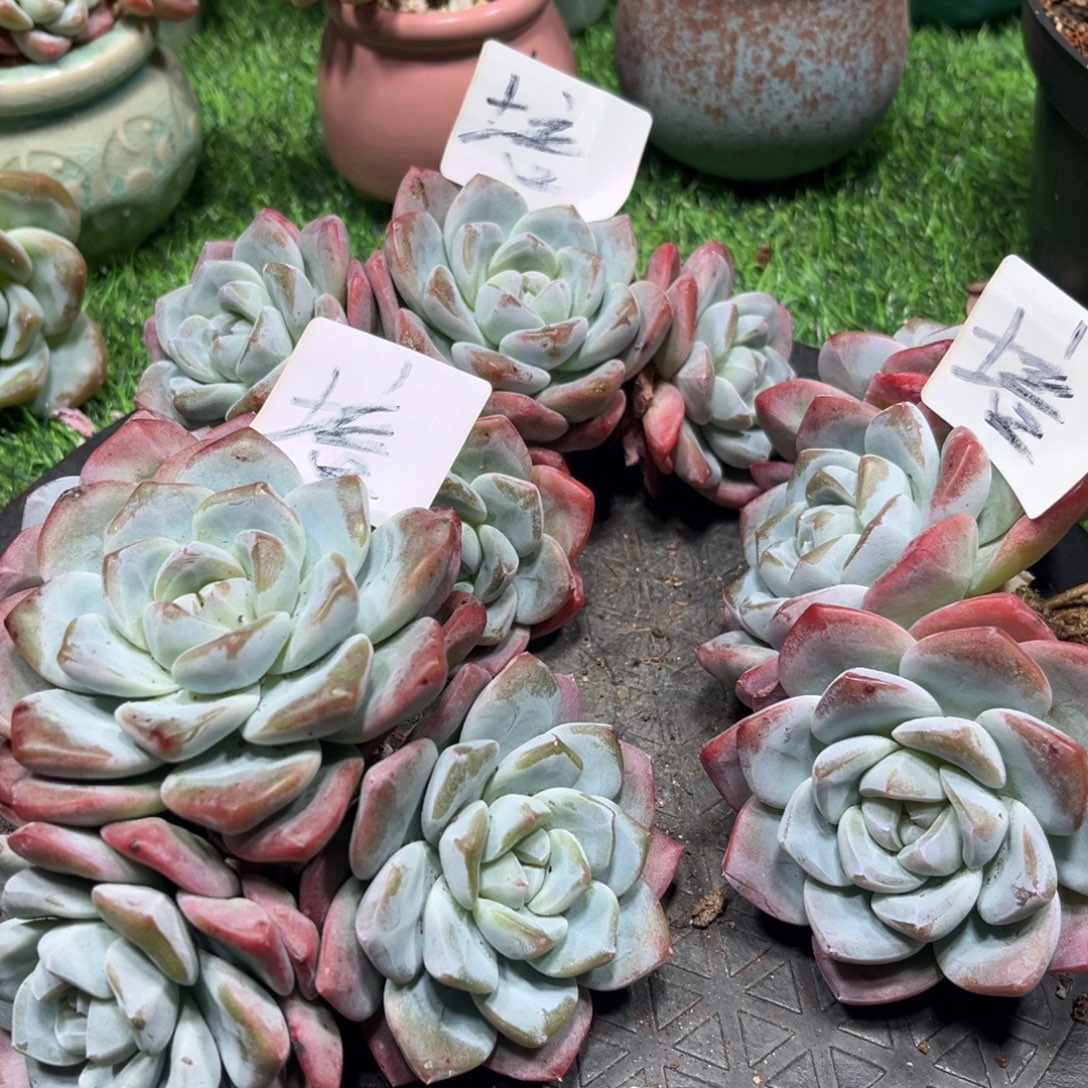 培专拍冰玉3颗老桩