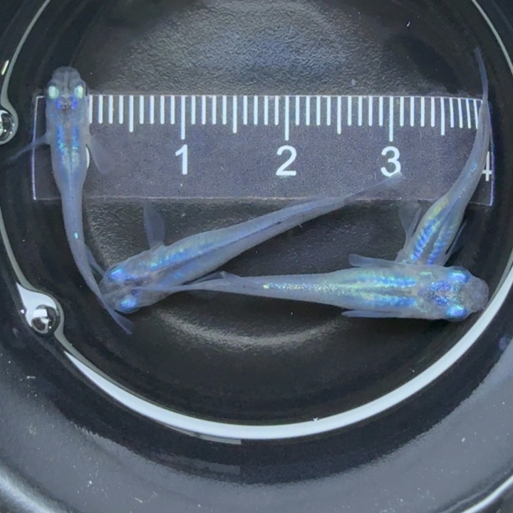 青鳉鱼水滴青鳉4号