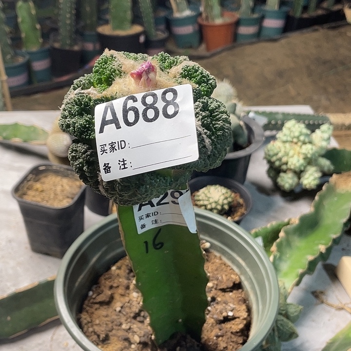 完全开放688哥斯拉大型体