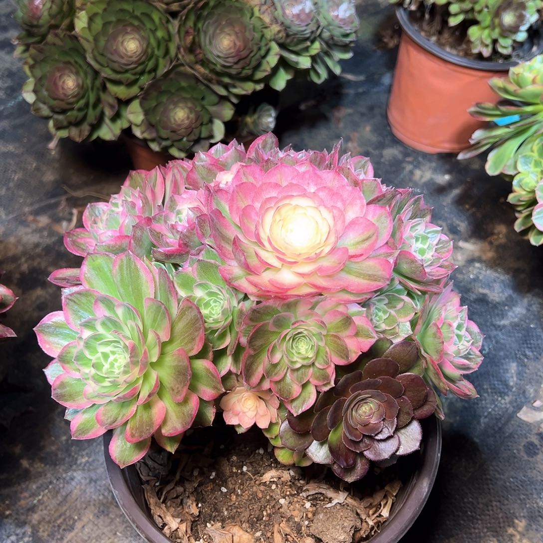 149多肉多肉多肉多肉多肉多肉