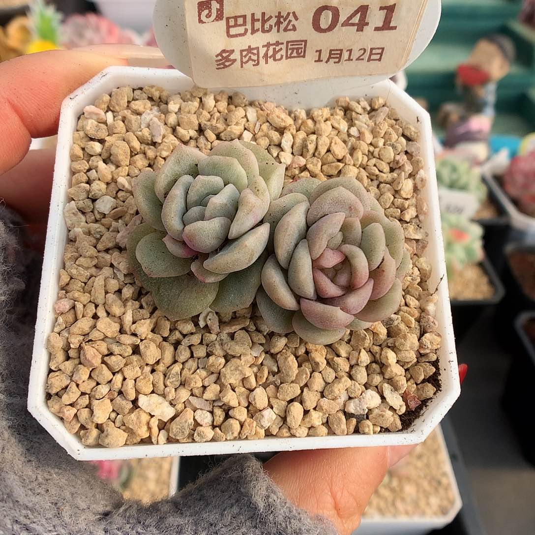 41双头双心冰魄石化多肉植物