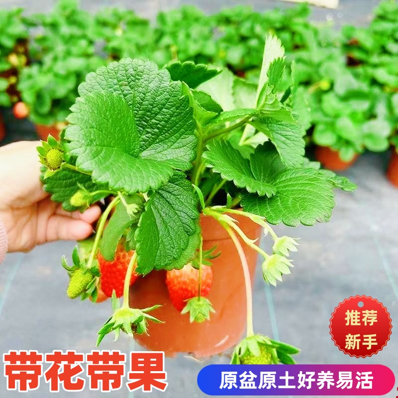 带花带果盆栽原盆原土发货好养植物四季常青