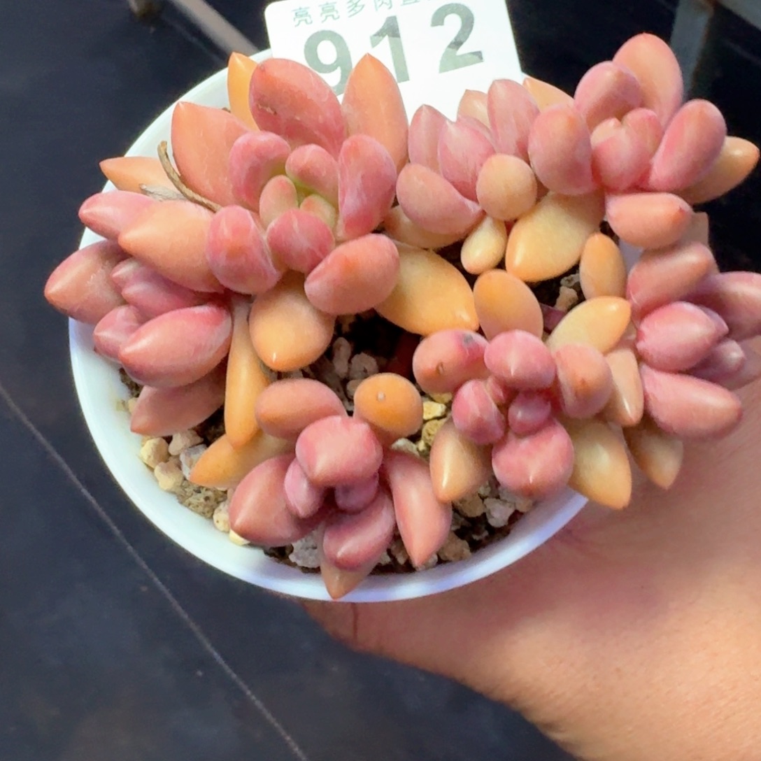 桃花源群生            精美多肉植物