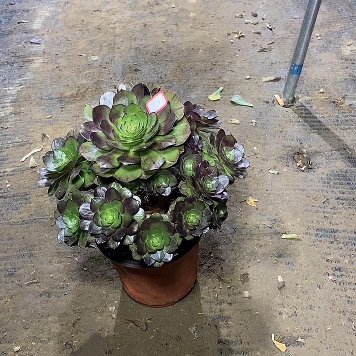 20，黑魔1356889999900