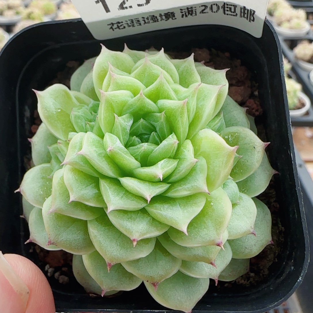 花语逸镜0526-125