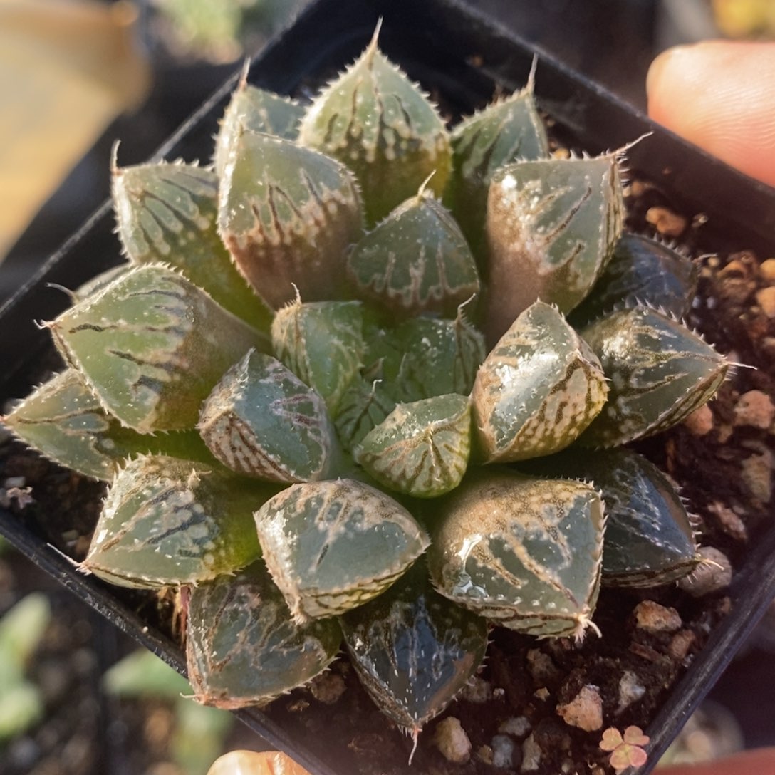 十二卷楼兰一颗 整点福利