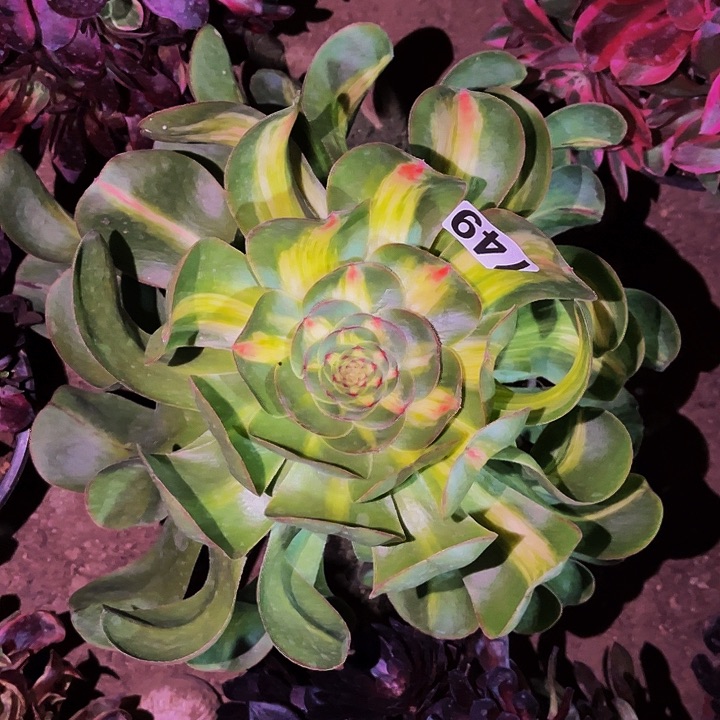 746暴君多肉植物处理不售后