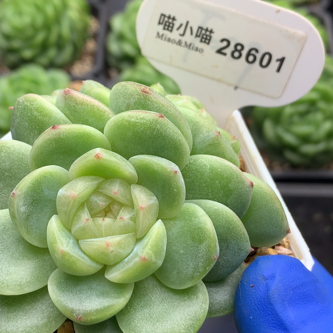 好***^多肉植物杂交珍妮