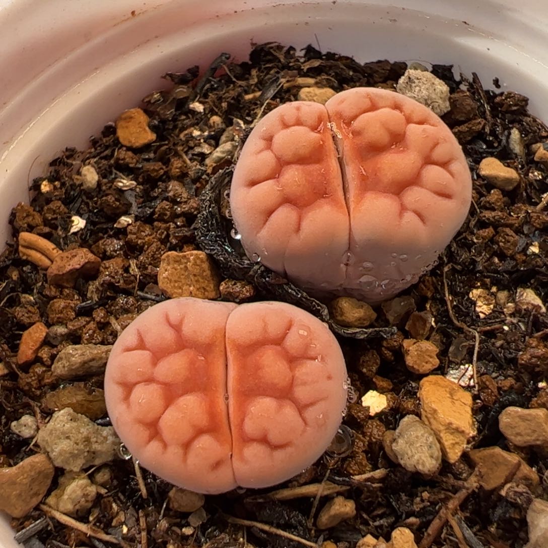 455多肉植物组合