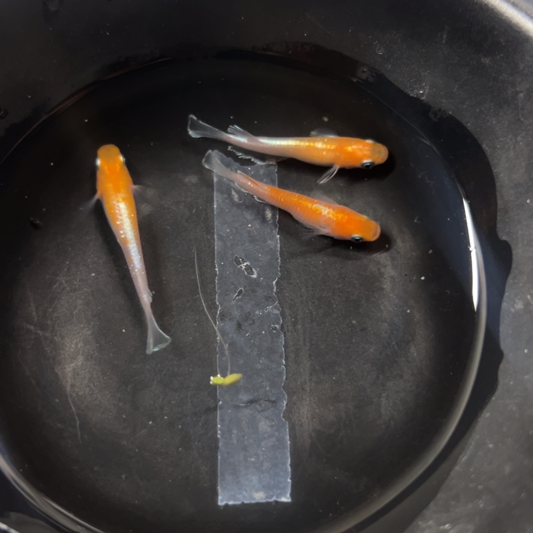 海水鱼是和小惊喜的吧小激动