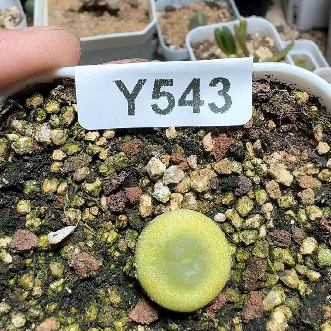 543号多肉植物哇x f