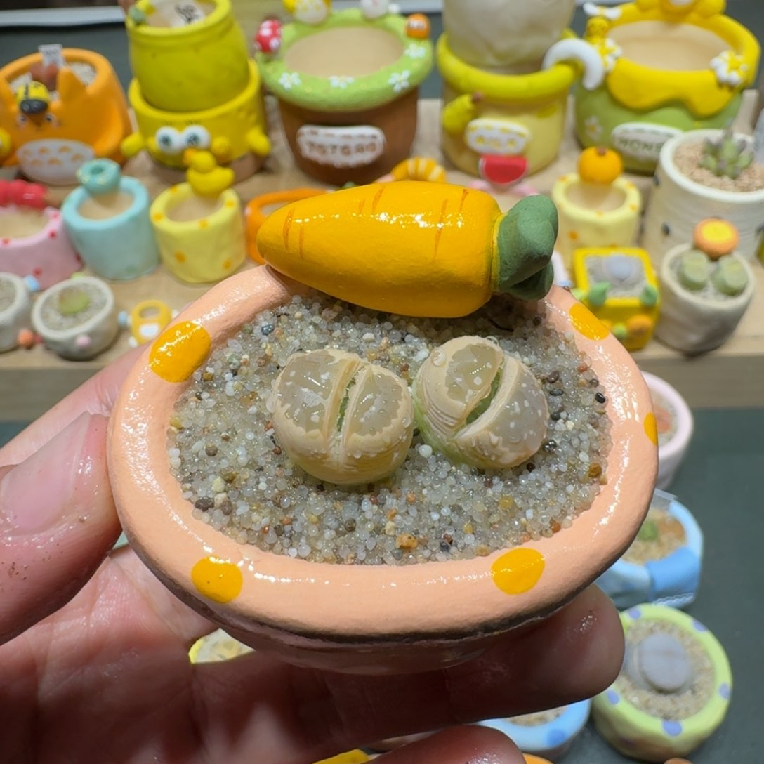 红陶蘑菇498橄榄