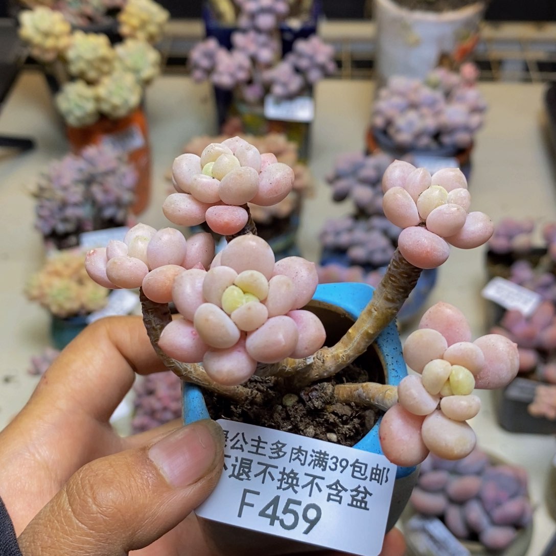 459鱼子酱多肉有断枝