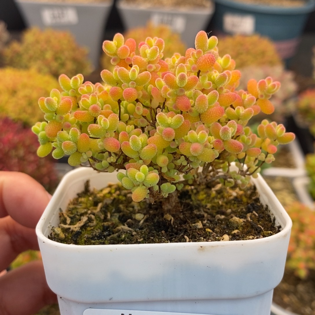056蜜橘糖球 。       