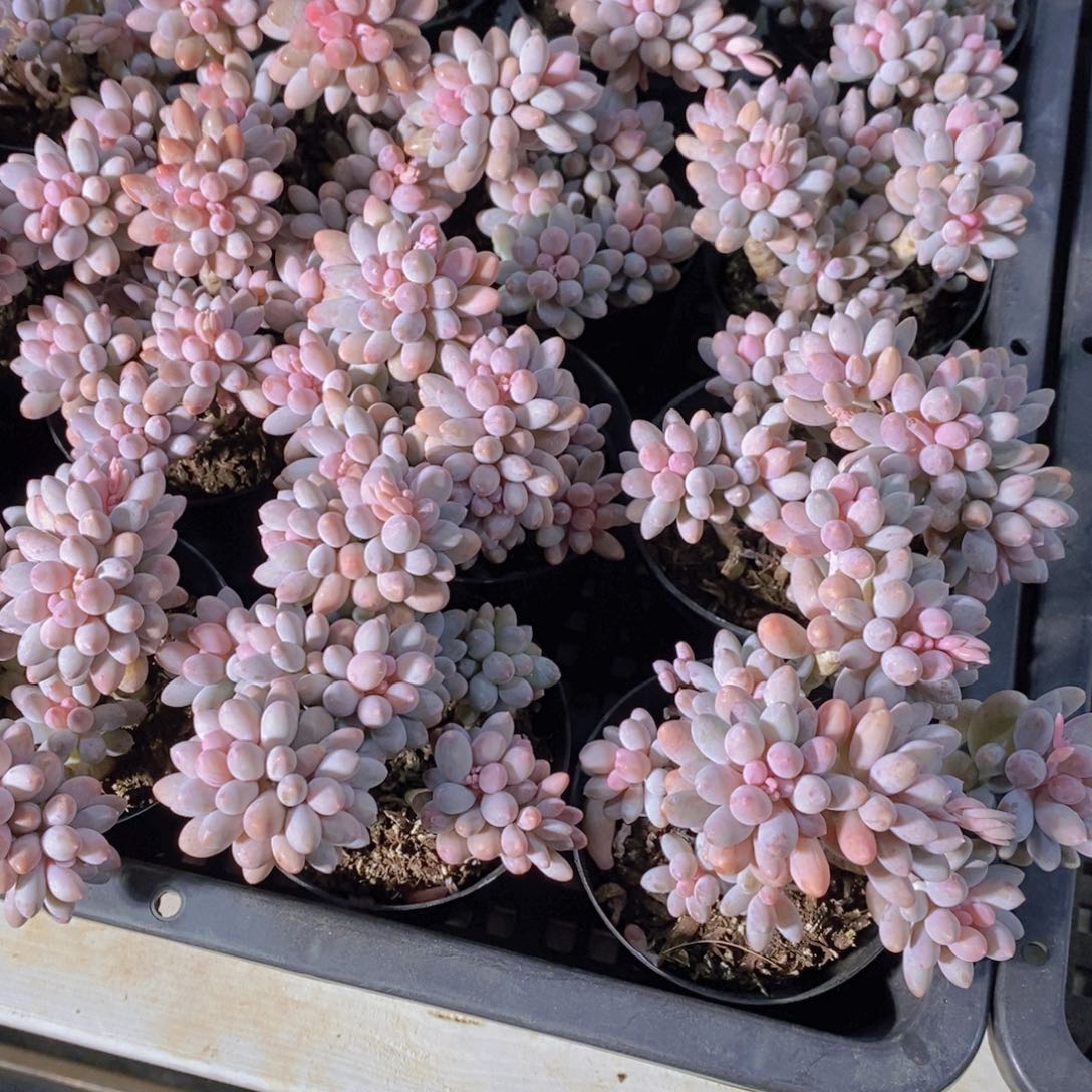 量拍40号 M母本老桩婴儿手指多头一个