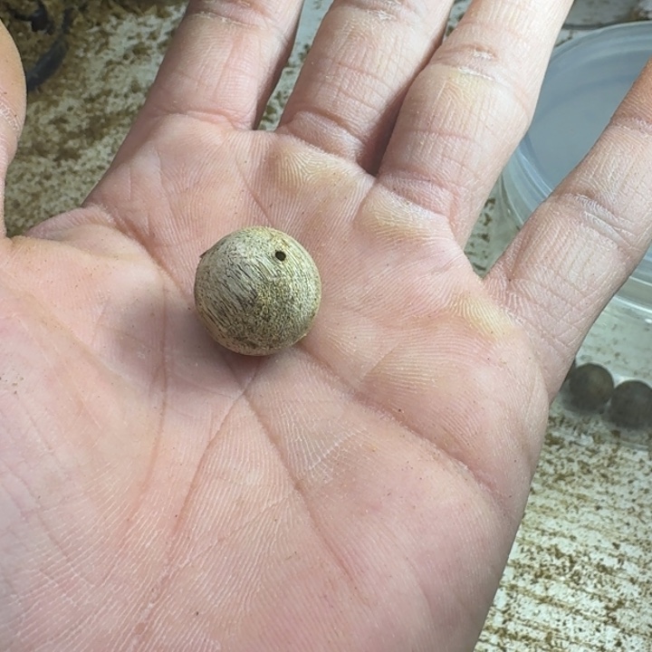 亮***子沉香沉香碎屑棋楠散珠1颗