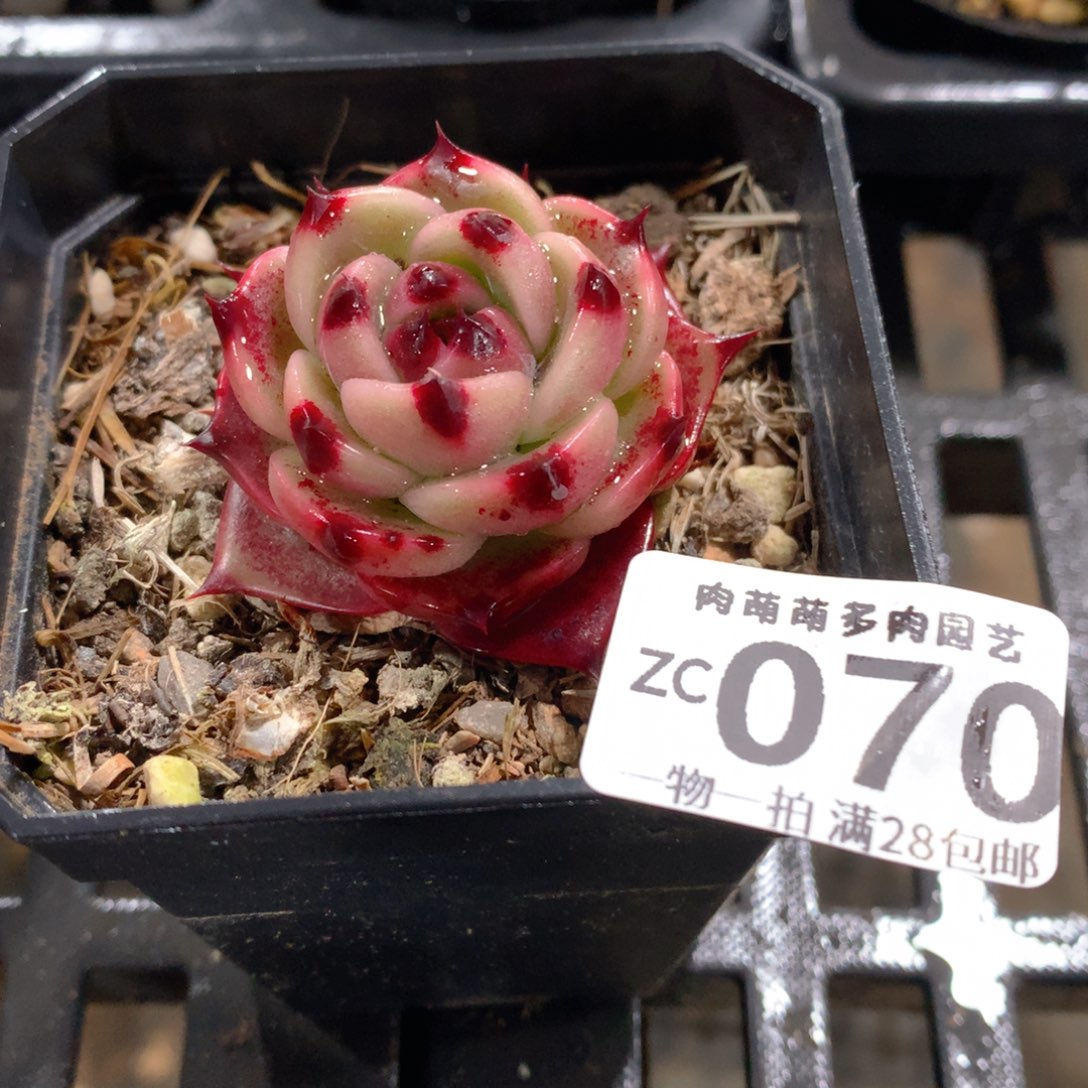 肉萌萌拇指盆精控多肉ZC070