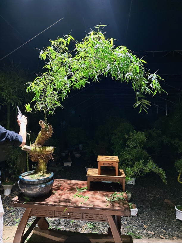 小叶簕竹连体怪桩盆景（此商品木架需定制，确定好再下单）