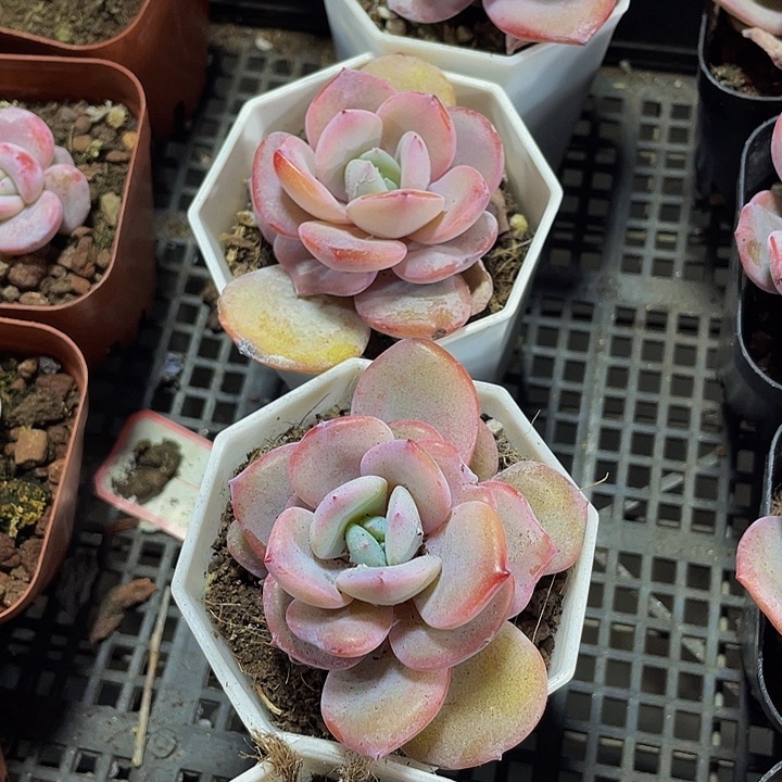 八角盆奶茶带盆土发货