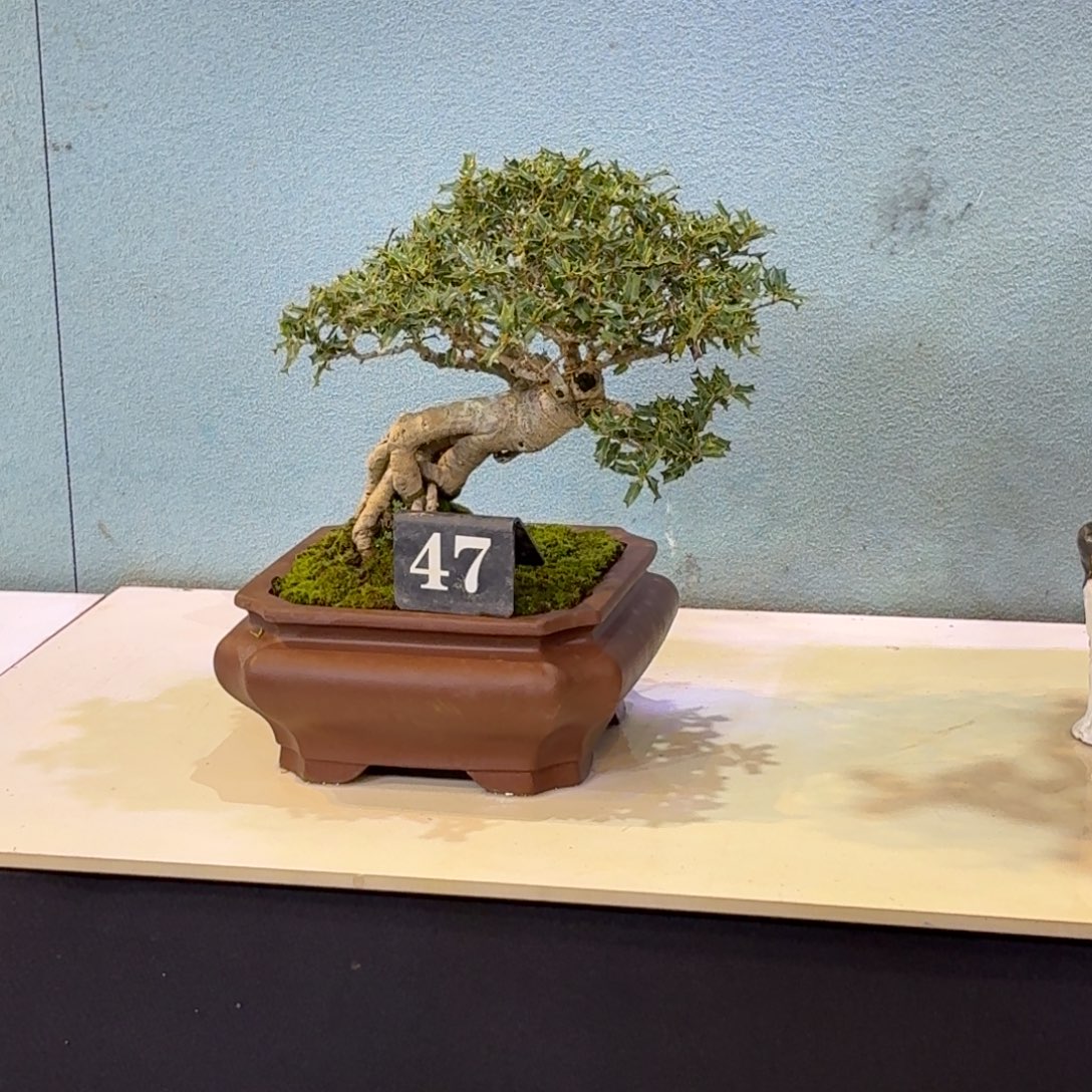 用***2无花朵枸骨一物一拍