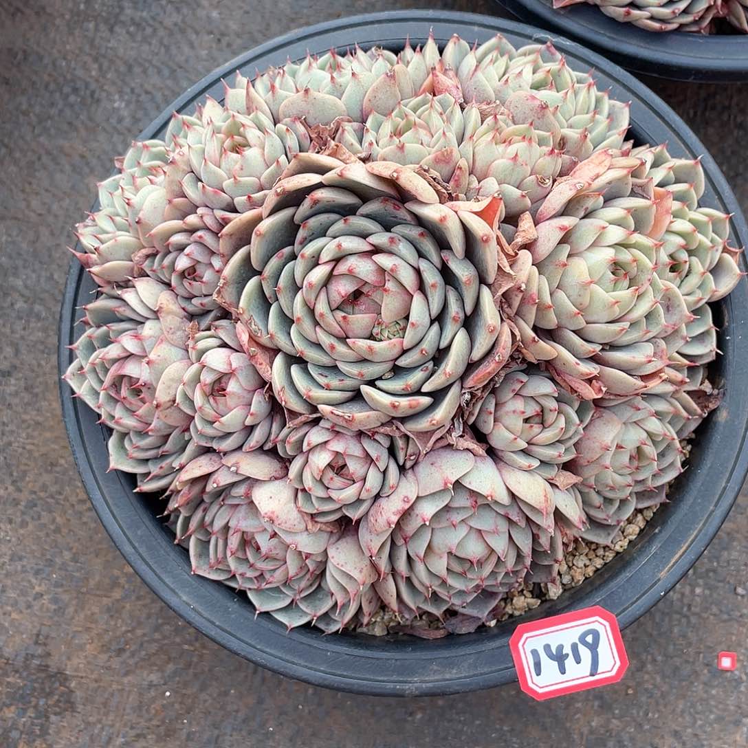 1419苯巴蒂斯 一物一拍多肉