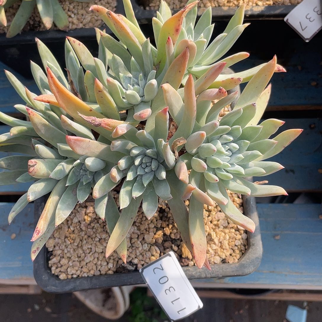 爱****子仙女杯多头老桩11302