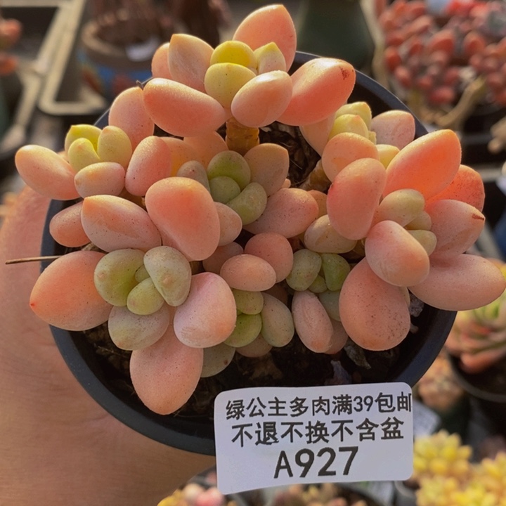 橘子香水洛神8cm927多肉植物