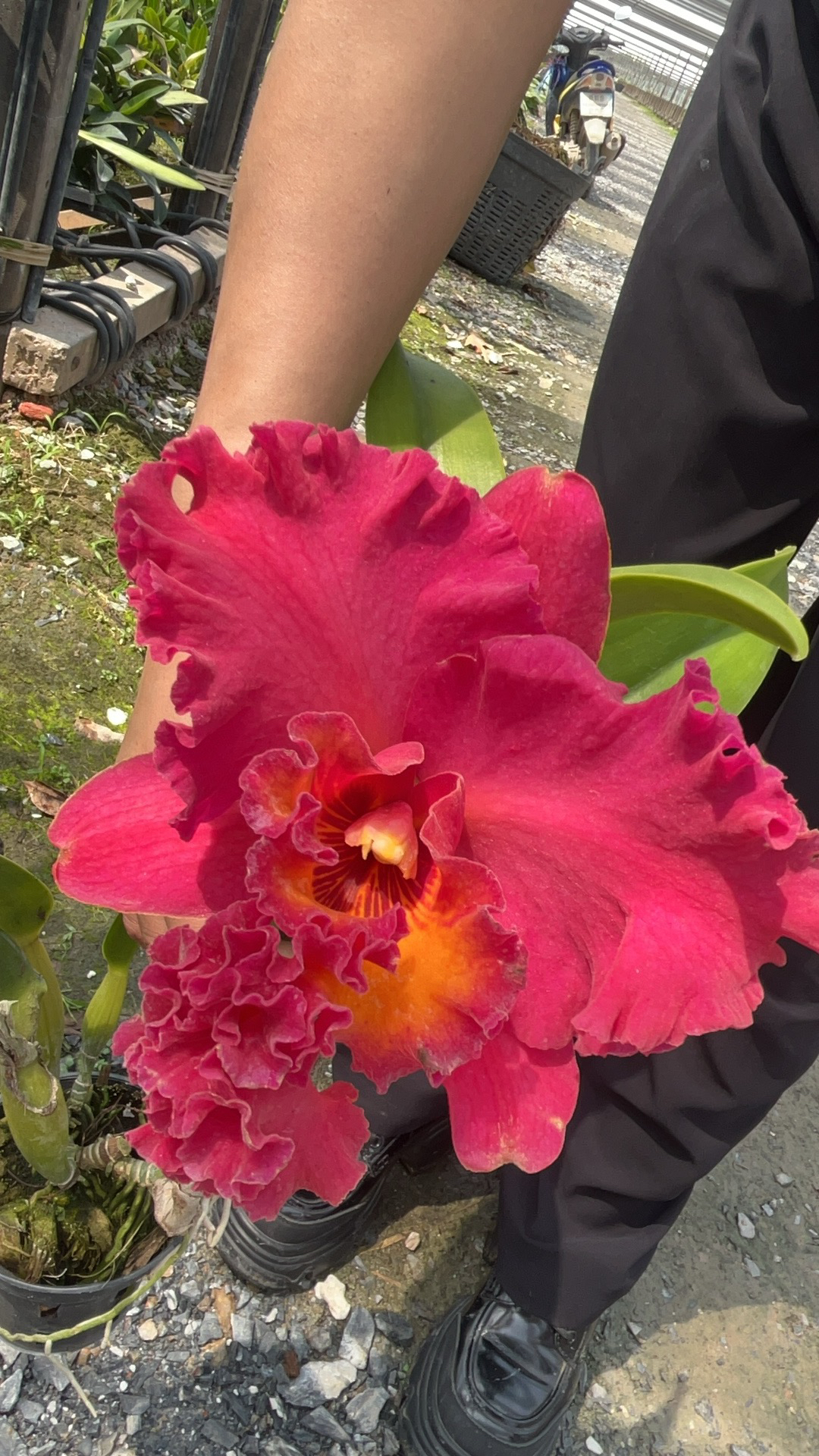 洋兰王后泰国卡特兰