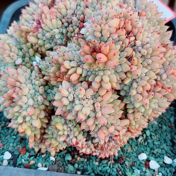 玉***友一物一拍多肉植物胖丁缀化56号