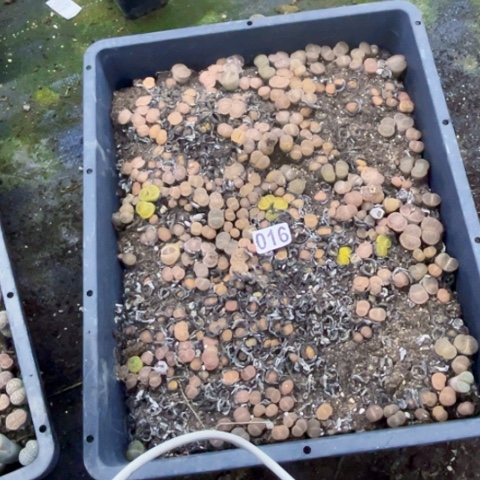 016生石花带筐一物一图如图