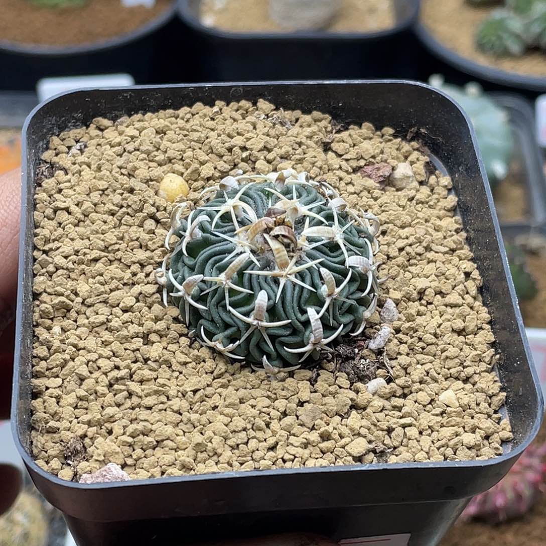 实生短豪刺太刀岚仙人球