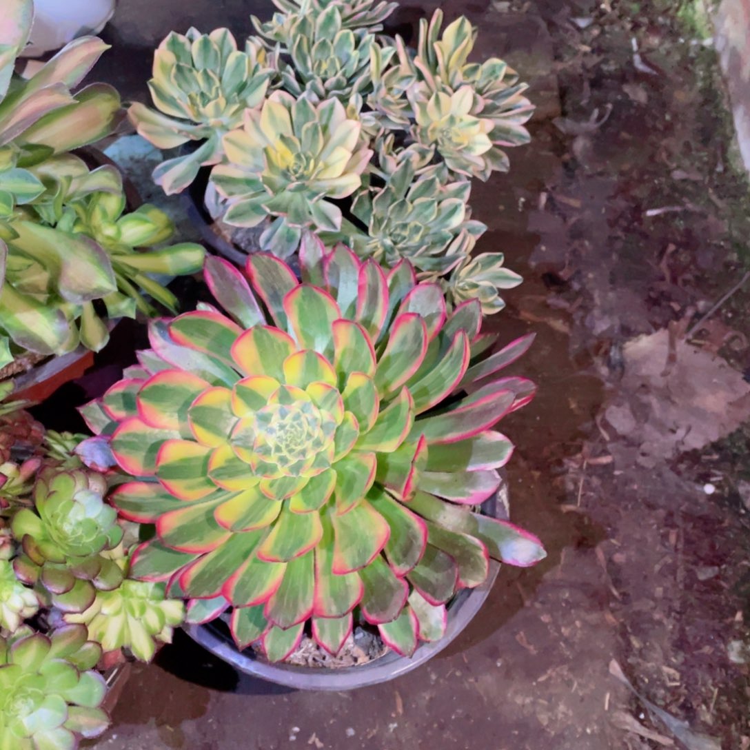 多肉植物组合4颗522