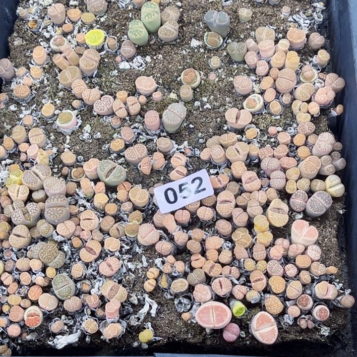 052 生石花一物一图如图初8陆续发货