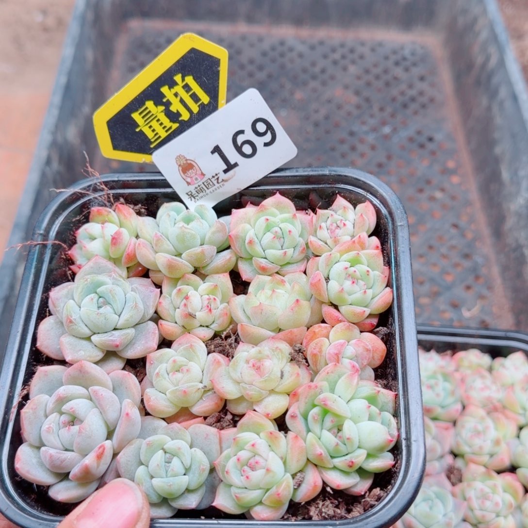 多肉植物多肉植物