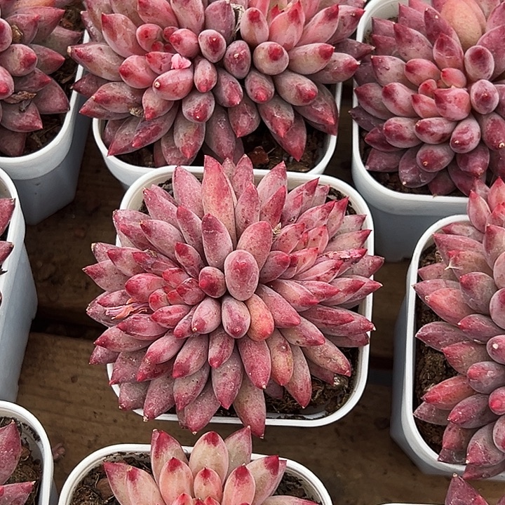 团  096  多头    金鱼姬