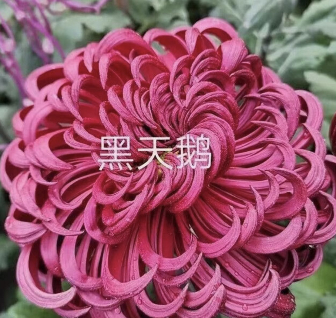 「黑天鹅」九月大菊盆栽地栽