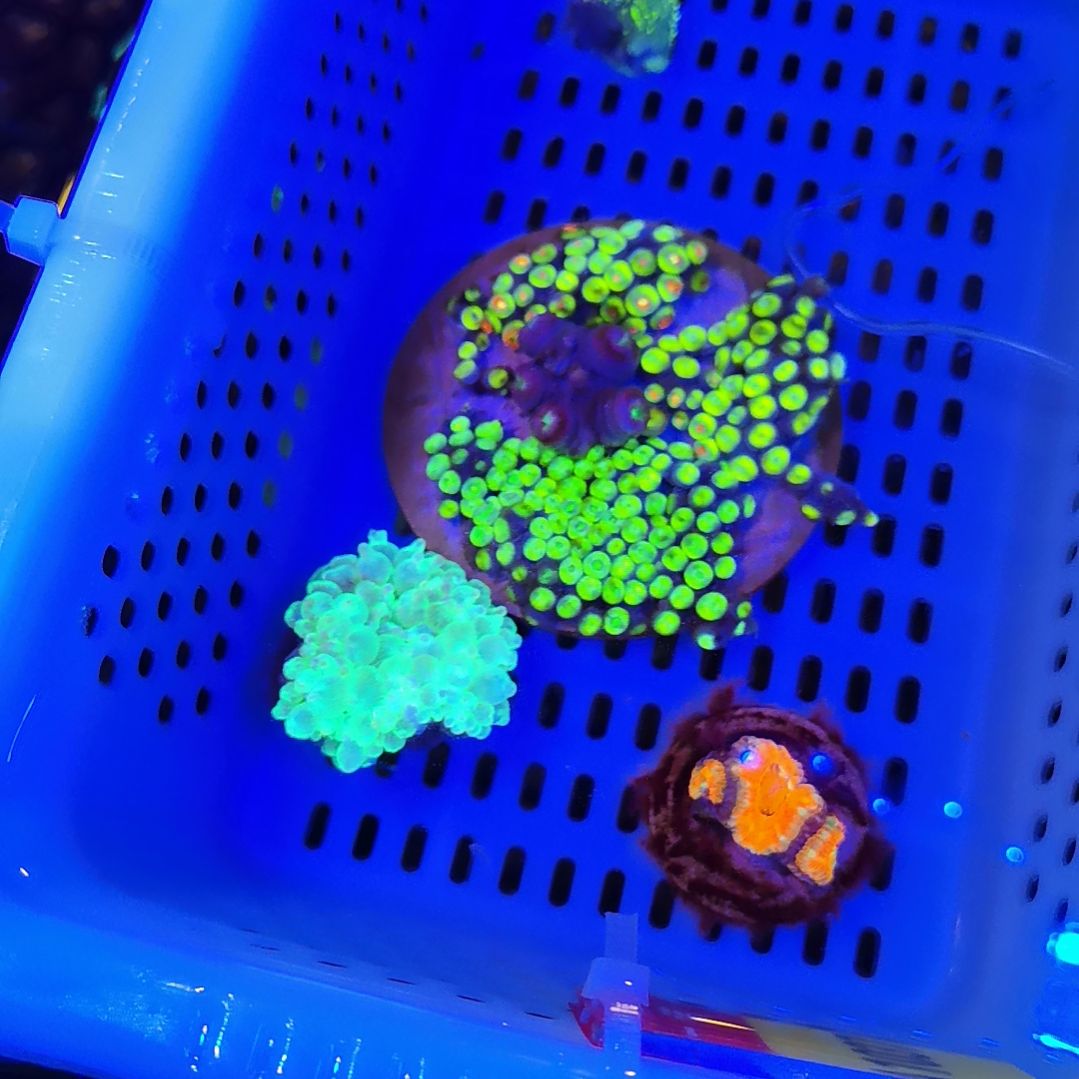 草皮珊瑚澳糖＋绿奶199