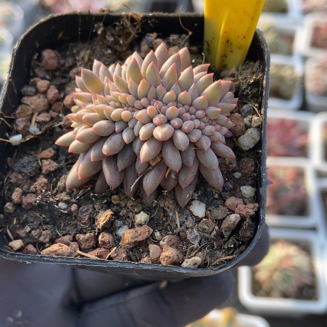 560车厘子缀多肉植物