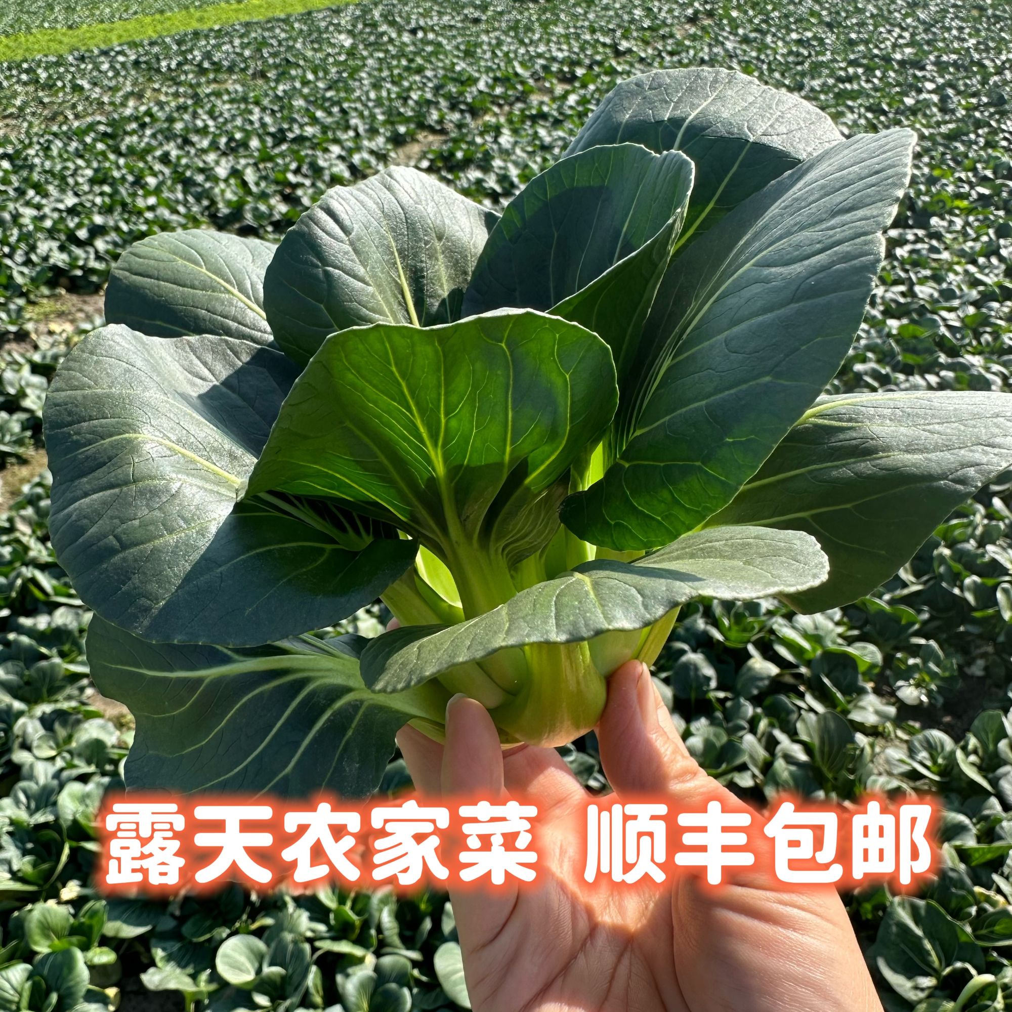 【顺丰】苏北 华姐农家露天现采现摘的小青菜