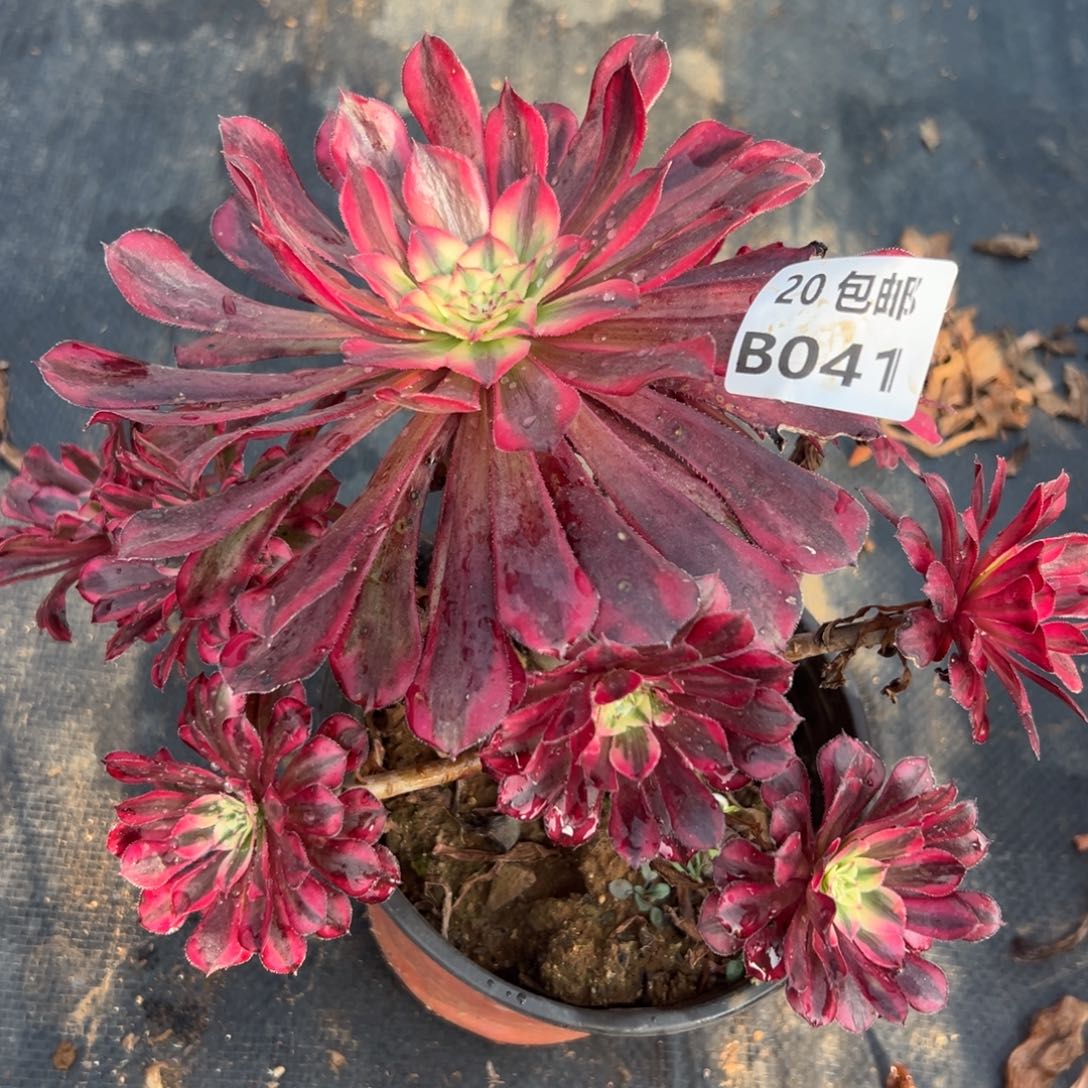 041红颜，满20包邮