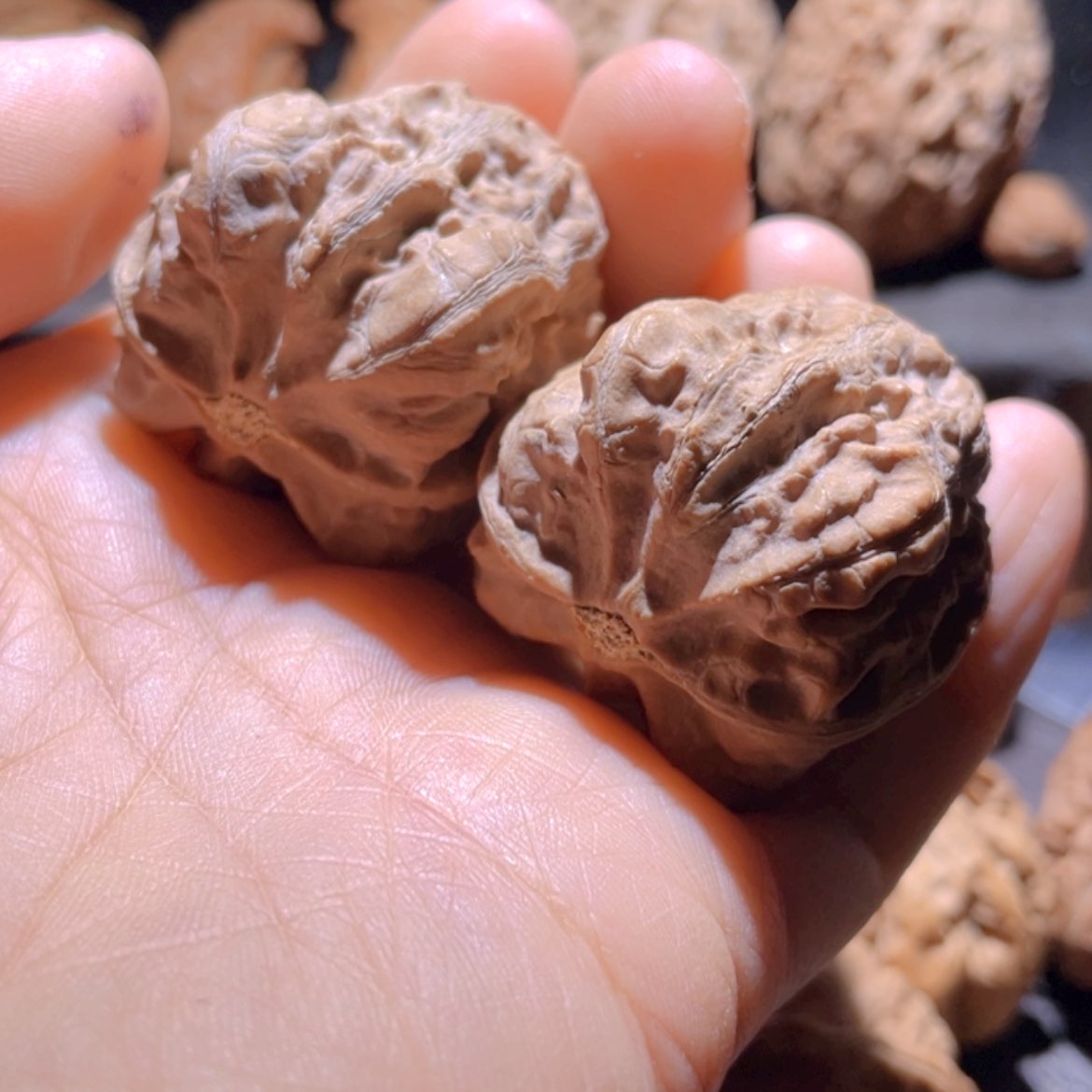 【闪购商品】文玩核桃把件东北楸子25