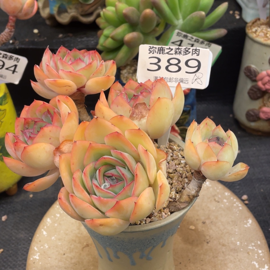 ゆ***i弥鹿之森一物一拍