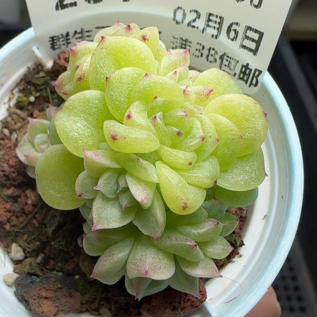 桃*?0206-201（PPT-3）