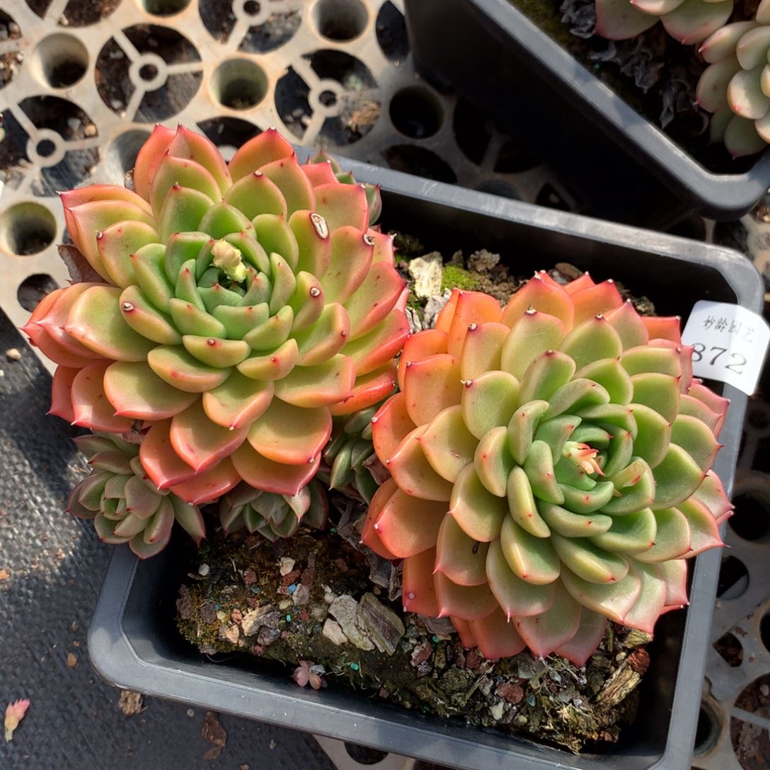 872新年快乐发发发